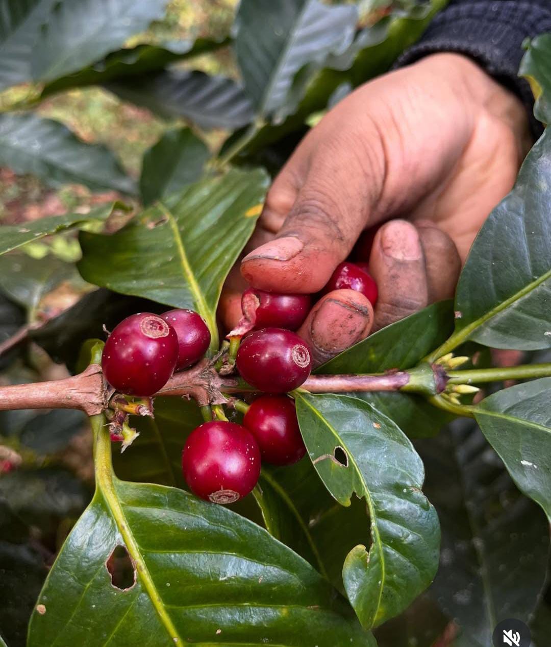 Café Xuuka Oaxaca: Sabor tradición y compromiso en cada taza.